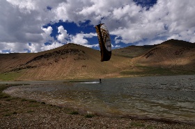 mongol110